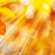 Herbst